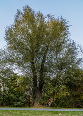 Single tree near the river 