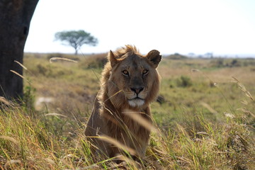 Lion under tree