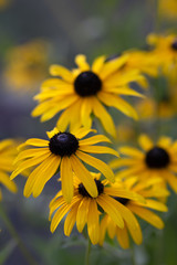 Obraz premium Rudbeckia hirta yellow flower with black brown centre in bloom, black eyed susan in the garden
