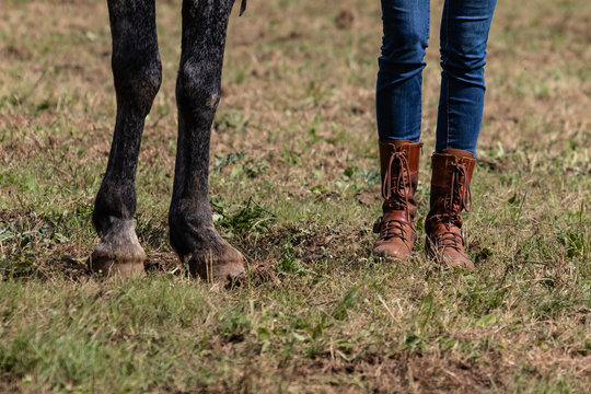 Beautiful Slim Legs In Tight Blue Jeans. Country Cow Girl With Brown Leather Boots Walking On Dry Grass, End Of Season Moments. Farm Life, Stylish Woman..