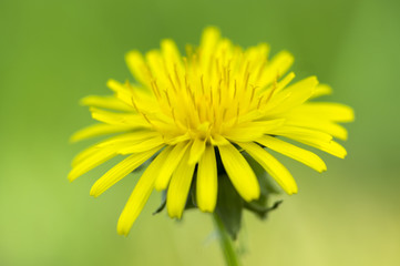 Taraxacum officinale common yellow meadow flowering plant, dandelions flowers in bloom