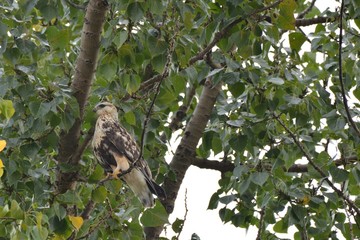 Rough Legged Hawk
