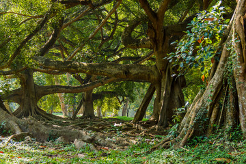 Shady thicket with massive treesand roots, Royal Botanical Gardens, Peradeniya