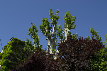 Baum