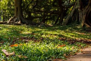 Close-up view to the green vivid grass and foliage with shady thicket