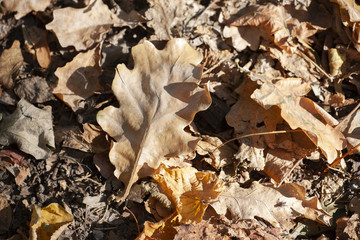 Dry oak leaves on the ground for background
