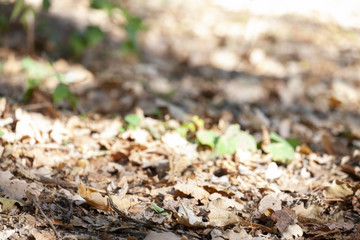 Spring leaves on a background of a blurred sunny forest, abstract natural backgrounds Limited depth of field. There is space for text