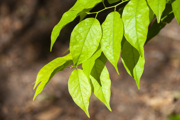 Autumn green leaves on blurred nature background. Shallow focus. Fall bokeh.