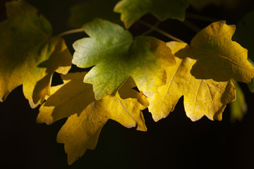 Yellow maple leaves, autumnal natural background, selective focus
