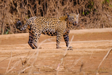 Jaguar, Panthera Onca, along the Cuiaba River, Porto Jofre, Pantanal
