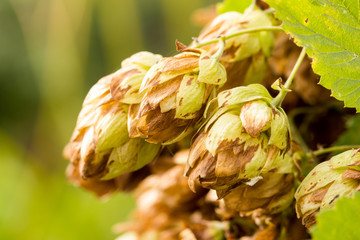 Humulus lupulus, or climbing is found in the wild in the temperate zone of both hemispheres in damp...