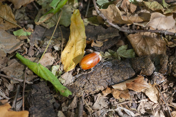Acorns and a dry oak leaf on the ground in the autumn forest