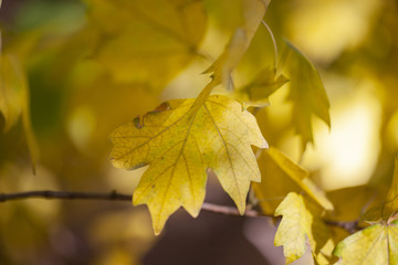 Yellow maple leaves, autumnal natural background, selective focus