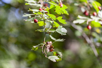 branches with hawthorn berries in the garden. background with branches and hawthorn berries.