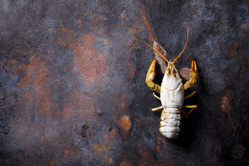 Crayfish Raw,Baby lobster.Background Seafood.Diet Nutrition Concept. Copy space for Text.