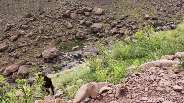 Goat in Toubkal's Valley, Morocco
