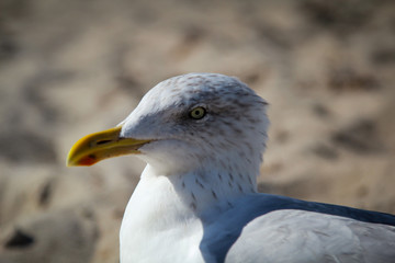 Möwe am Strand, Strandurlaub 