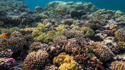 bright coral reef