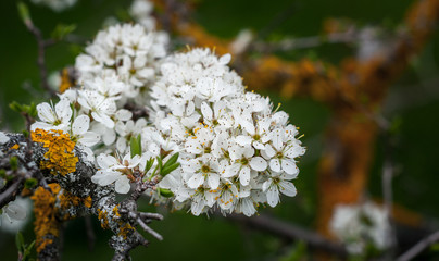 White oak tree flowers close up