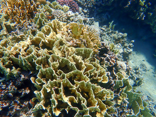 Fototapeta na wymiar Yellow coral