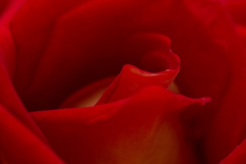 rose abstract macro, shallow depth of field