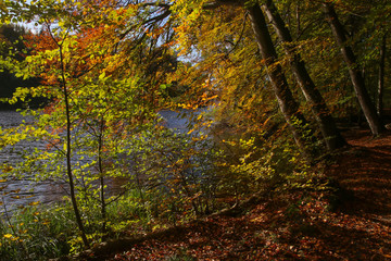 goldener Oktober - Herbst im Wald