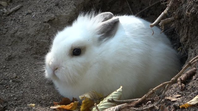 Hauskaninchen, Oryctolagus cuniculus forma domestica