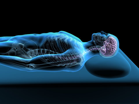 Man Sleeping X-ray Side View of Brain and Spine