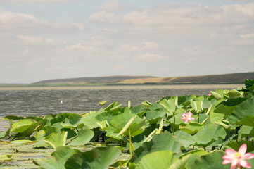 landscape with green field and blue sky