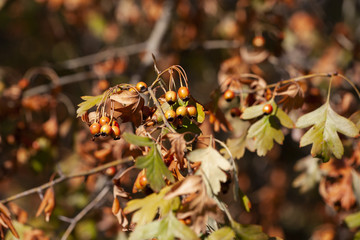 Ripe hawthorn in autumn Limited depth of field