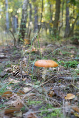 beautiful wild forest mushrooms in Ukraine