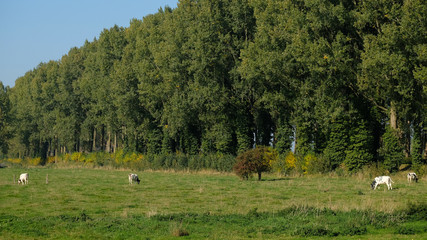 Fototapeta premium cows in field