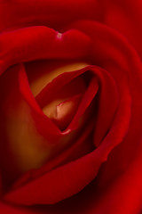 rose abstract macro, shallow depth of field