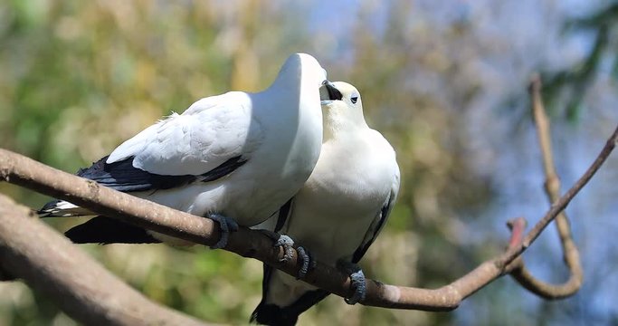Lovely Pied Imperial Pigeon Couple (Ducula Bicolor) Perched On The Tree Branch - DCi 4K Resolution