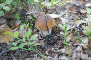 beautiful wild forest mushrooms in Ukraine