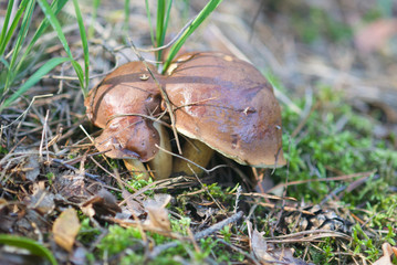 beautiful wild forest mushrooms in Ukraine