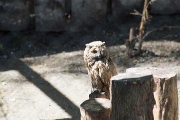 owl in zoo