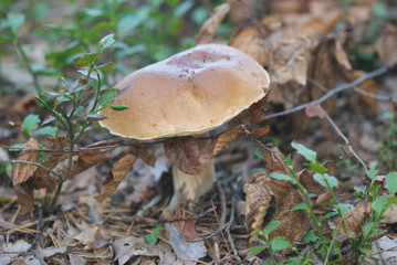 beautiful wild forest mushrooms in Ukraine