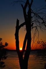 silhouette of a tree at sunset