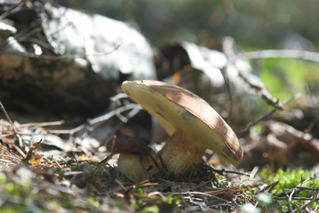 beautiful wild forest mushrooms in Ukraine