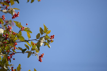 Hawthorn with fruits and leaves against the blue sky
