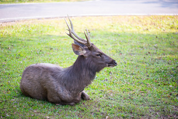 Wild Deer in the garden