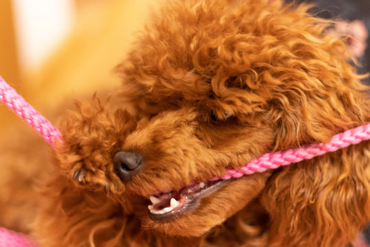 Hund bei&szlig;t in Leine