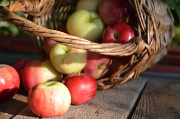 Organic apples in basket in summer grass. Fresh apples in nature.