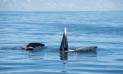 Huge Whale Bruda feed on a wide variety of fish in gulf of Thailand