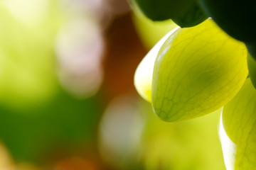 Wild grape in Apulia