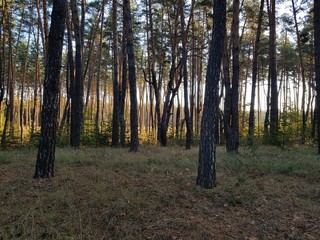 Obraz premium Morning forest