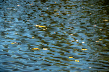 Gelbes Herbstlaub auf blauer Wasseroberfläche mit Wellen