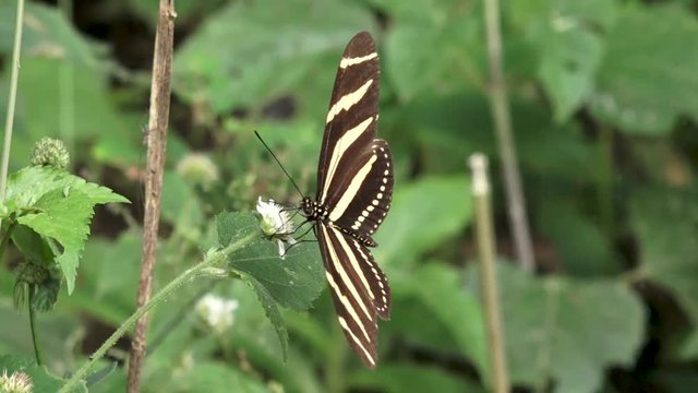Mariposa moviendo sus alas sobre una flor