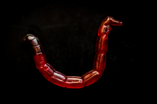 Rote Jumbo M&uuml;ckenlarven, Fischfutter 